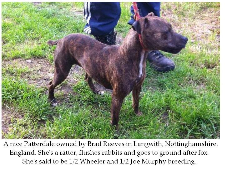 wheeler patterdale terriers