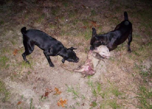 patterdale breeders