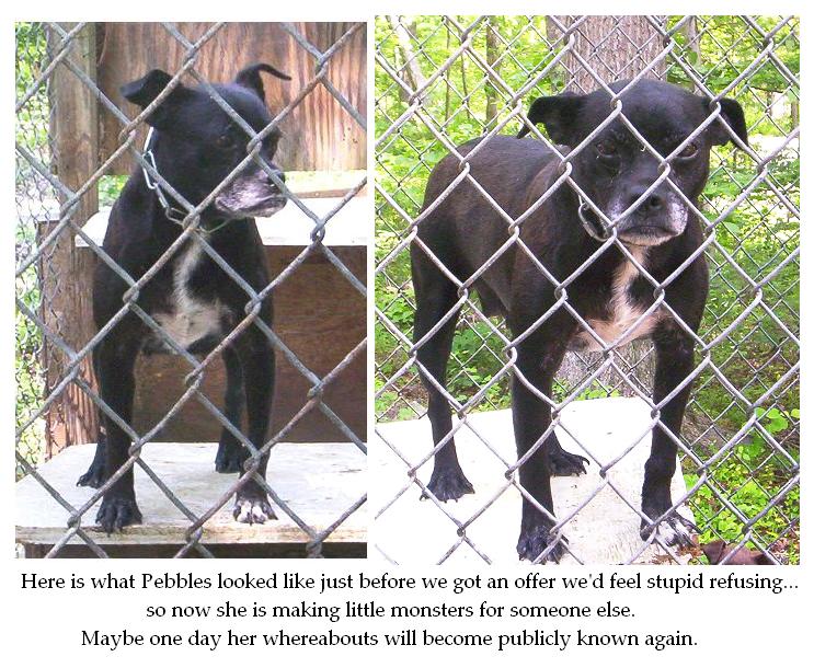 Griffith Land & Cattle Co., Patterdale Terriers, Central Virginia